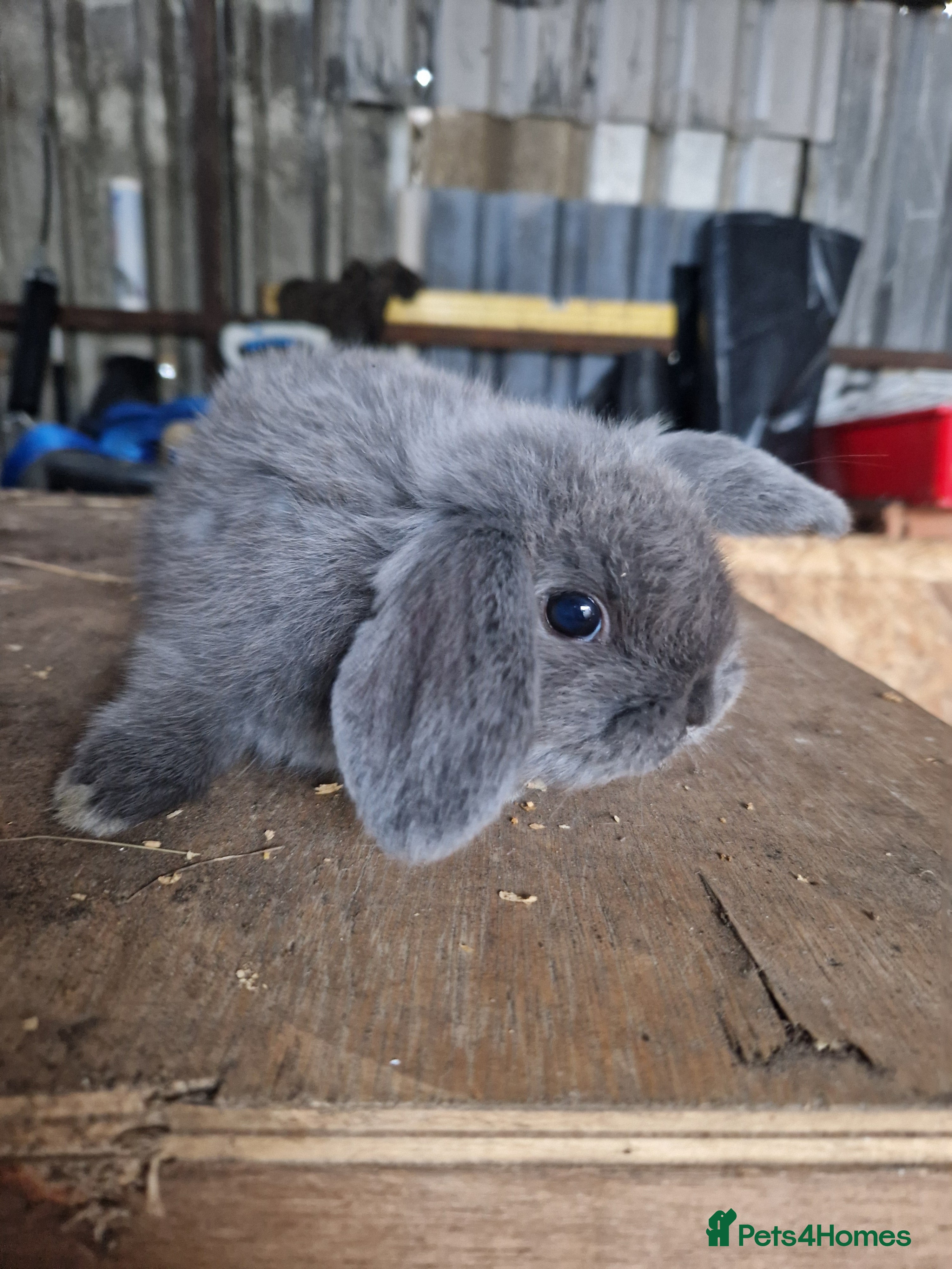 Mini Lop rabbits 1 Blue Mini Lop Girl - Advert 10