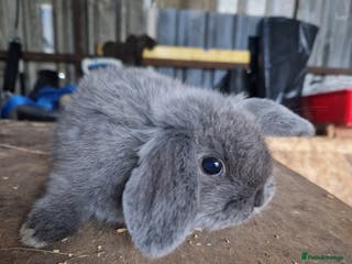 Mini Lop rabbits 1 Blue Mini Lop Girl - Advert 10