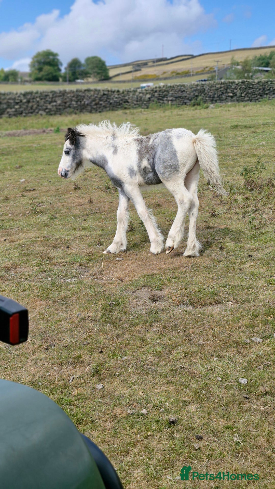 Irish Cob horses for sale: Chief - Advert 6