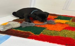 Labrador Retriever dogs for sale: Black pedigree Labradors only 3 girls available  - Image 11