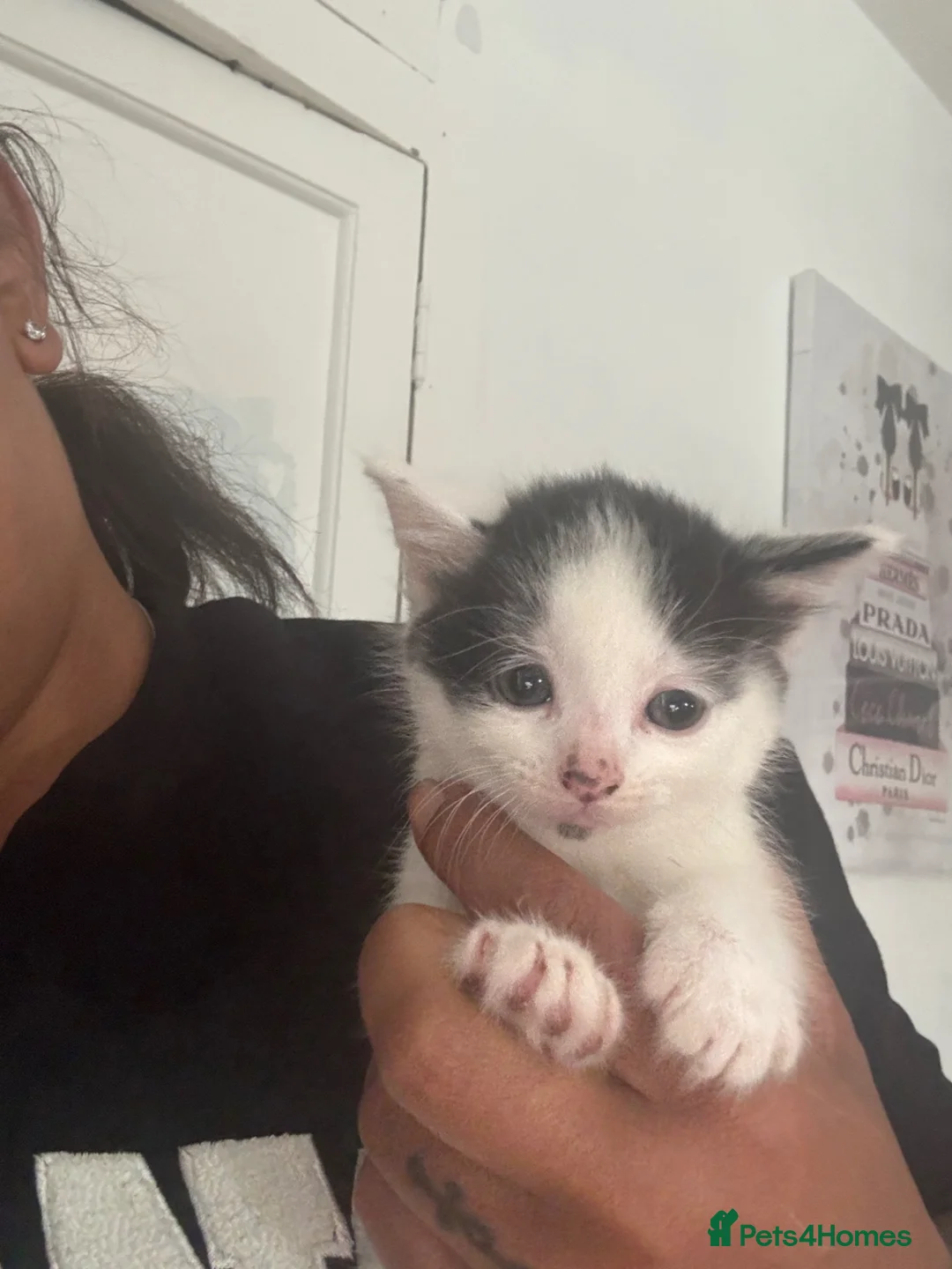 Mixed Breed cats for sale: Mixed Russian blue  in Cardiff - Advert 5