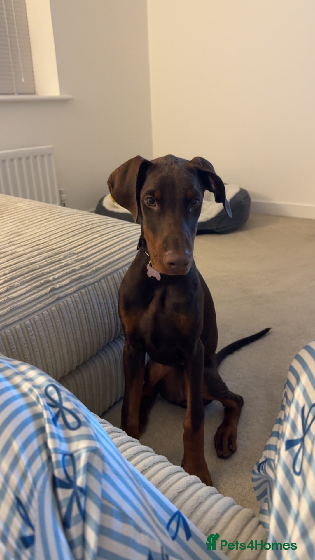 Dobermann dogs for sale: Doberman bitch - Advert 13