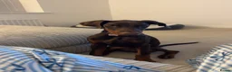 Dobermann dogs for sale: Doberman bitch in Ferryhill - Advert 1