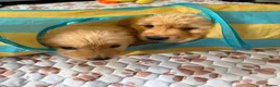 Golden Retriever dogs for sale: Beautiful Purebred golden retriever puppies - Advert 4