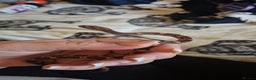 Corn Snake reptiles for sale: Okeetee Corn snake - Advert 2