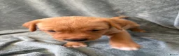 Mixed Breed dogs for sale: Labrador x staff - Advert 35