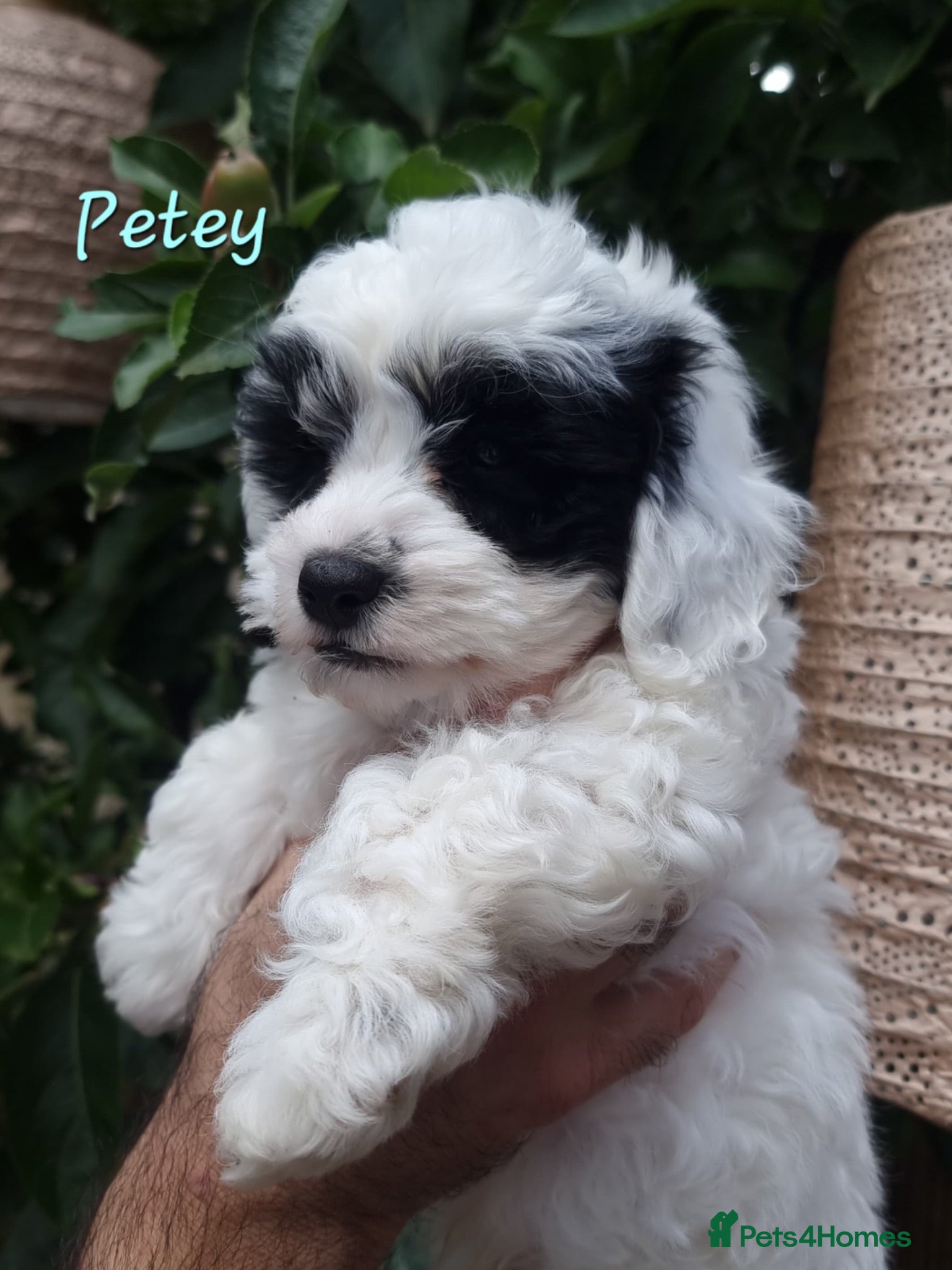 Shihpoo dogs ❤️Beautiful Shihpoo's❤️ - Advert 6