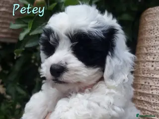 Shihpoo dogs ❤️Beautiful Shihpoo's❤️ - Advert 6