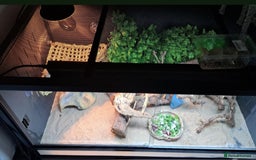 Dragon reptiles for sale: Bearded dragon and complete vivarium PVC - Image 5