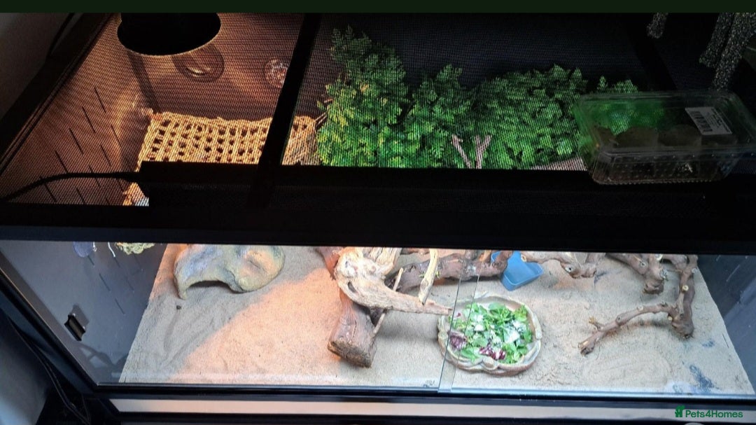Dragon reptiles for sale: Bearded dragon and complete vivarium PVC - Image 5
