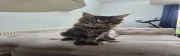 Maine Coon cats for sale: 2 Beautiful kittens looking for a loving family - Advert 5