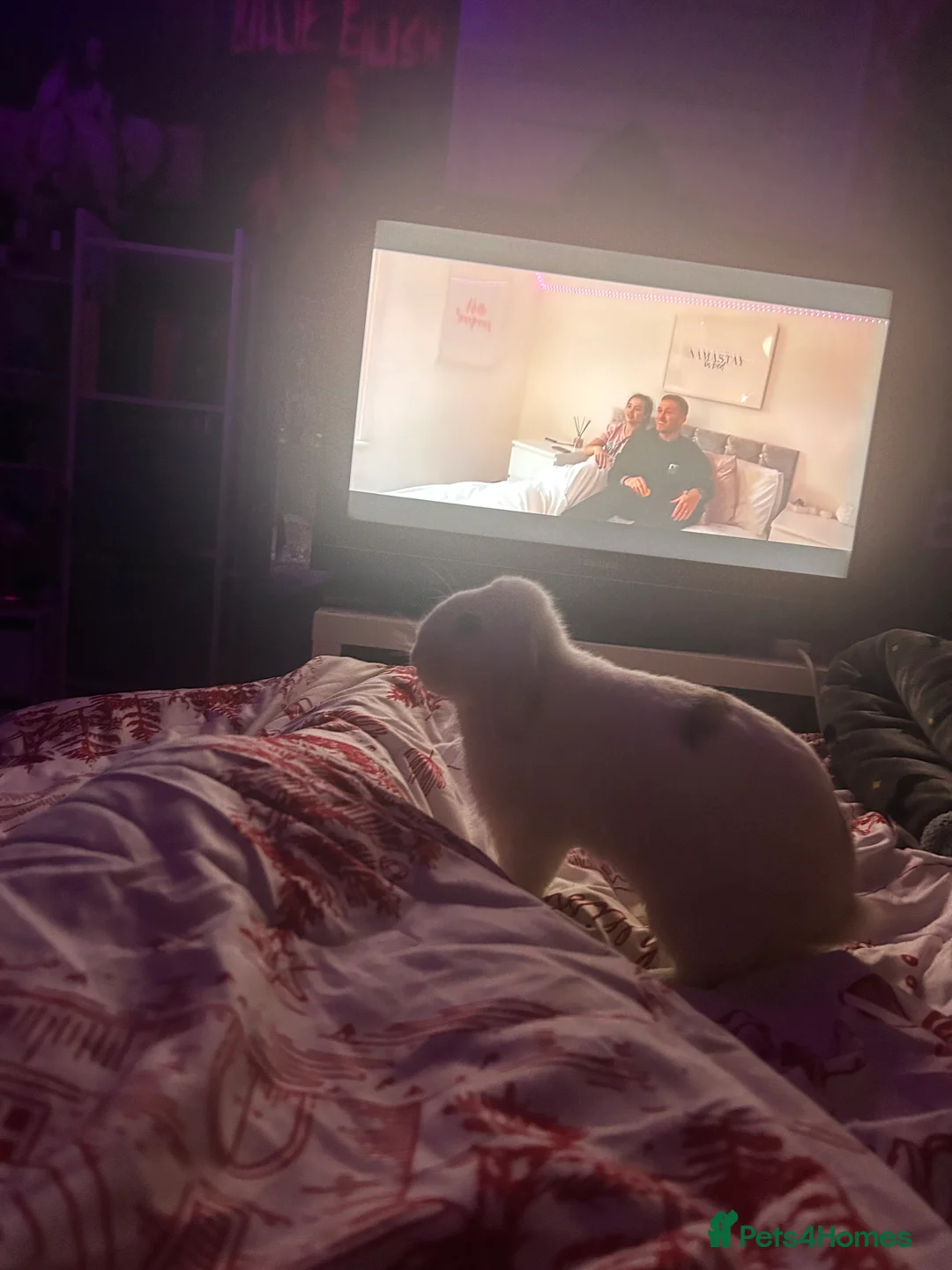 Mixed Breed rabbits for sale: 2x beautiful female bunny’s  - Advert 5