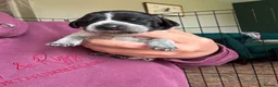 Mixed Breed dogs for sale: Last Chunky Dog Pup left GWPxLab - Advert 29