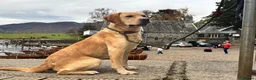 Labrador Retriever dogs for sale: Beautiful black lab puppies from strong kc lines - Advert 9