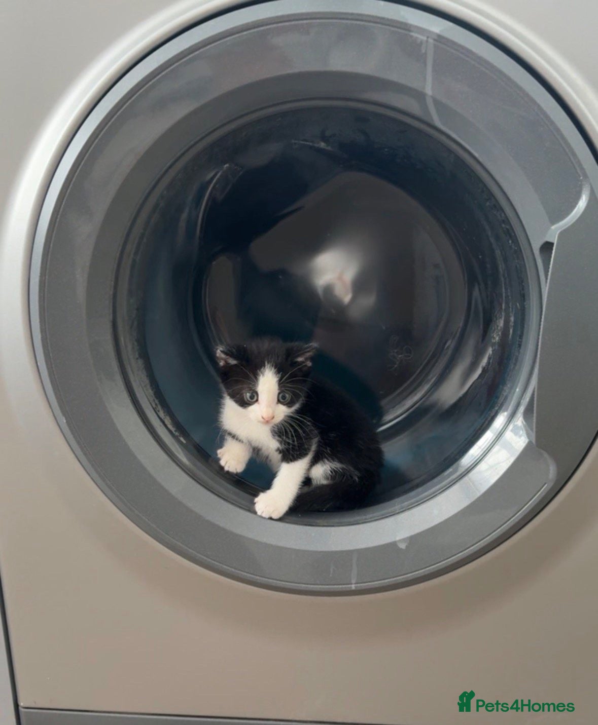 Mixed Breed cats Adorable kittens for sale, ready now, M+F - Advert 3