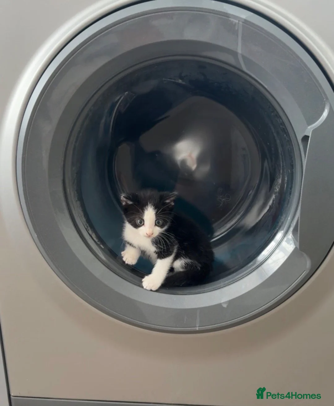 Mixed Breed cats for sale: Adorable kittens for sale, ready now, M+F in Barnsley - Advert 1