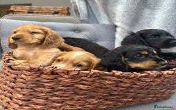 Cocker Spaniel dogs for sale: Outstandingly bred stunning worker cocker spaniels - Image 10