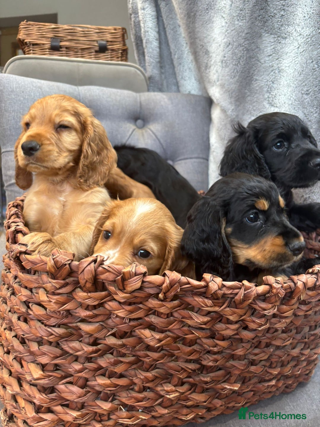 Cocker Spaniel dogs for sale: Outstandingly bred stunning worker cocker spaniels - Image 10