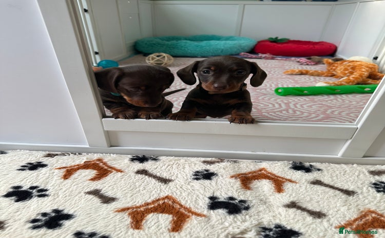 Dachshund dogs - Advert 5