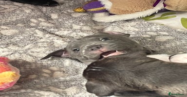 Staffordshire Bull Terrier dogs - Advert 4