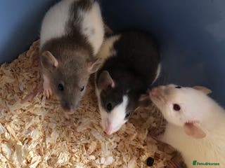 Rat rodents Beautiful tame fancy rats - Advert 14