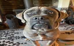 Mixed Breed dogs for sale: Stunning cane corso cross pups - Image 4