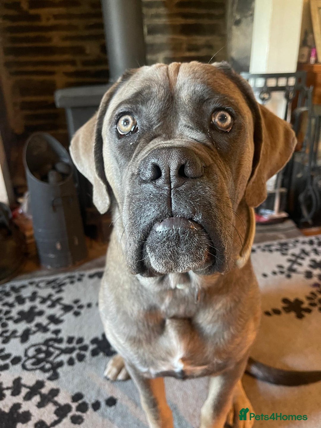 Mixed Breed dogs for sale: Stunning cane corso cross pups - Image 4