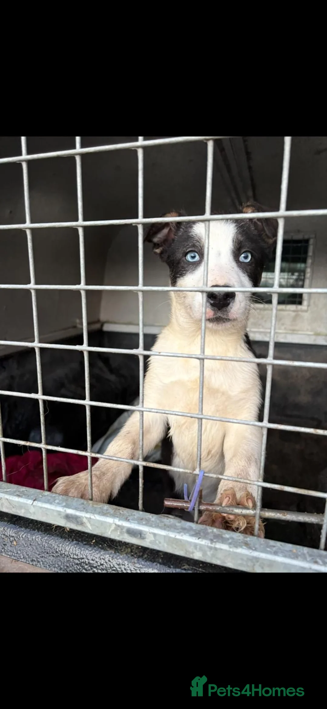 Welsh Collie dogs for sale: 2 border collie boys for sale - Advert 3
