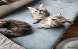Maine Coon cats for sale: 2 female Maine coons  - Image 3