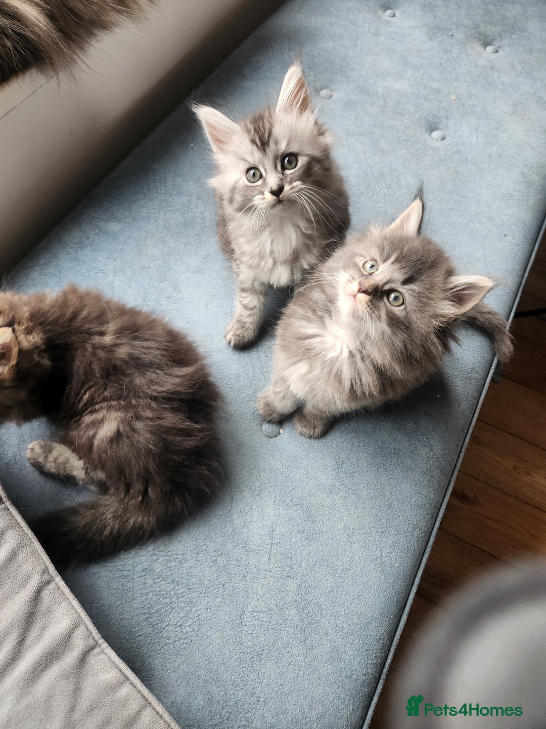 Maine Coon cats for sale: 2 female Maine coons  - Image 3