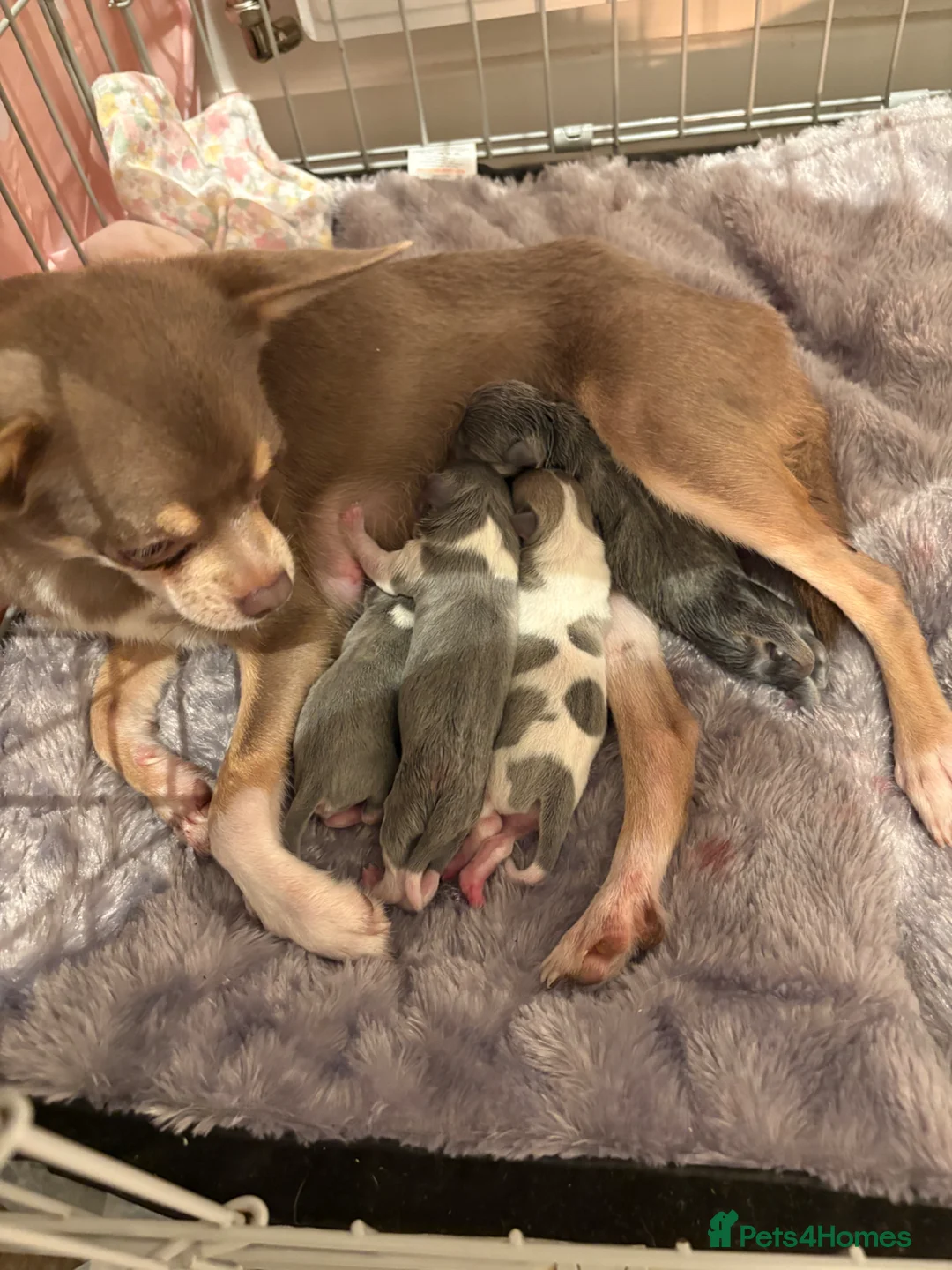 Chihuahua dogs for sale: chihuahua puppies in Bristol - Advert 1