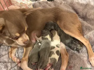 Chihuahua dogs chihuahua puppies - Advert 1