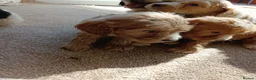 Cockapoo dogs for sale: Cockapoos in Stourport-on-Severn - Advert 6