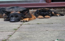 German Shepherd dogs for sale: 2 Chunky GSD boys looking for forever home  - Image 1