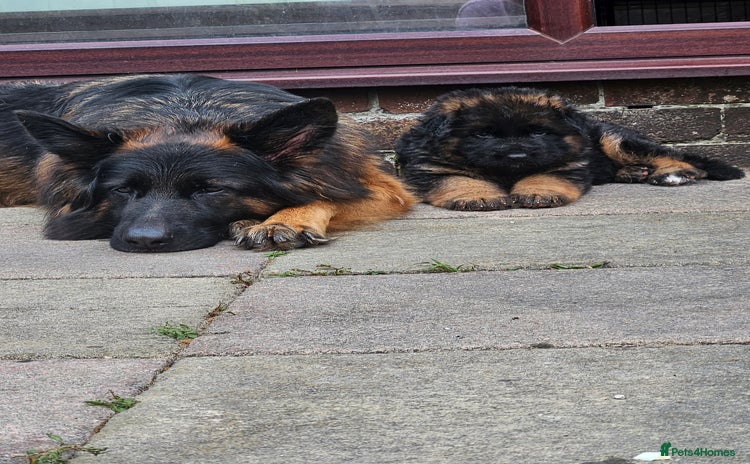 German Shepherd dogs - Advert 2