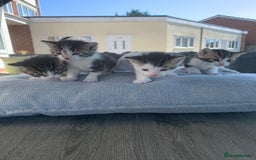 British Shorthair cats for sale: BSH Tortoise Shell  - Image 2