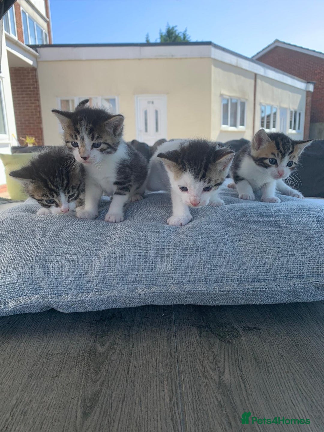 British Shorthair cats for sale: BSH Tortoise Shell  - Image 2
