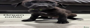 Puppy 6 (green collar)