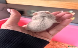 Hamster rodents for sale: Baby Syrian hamsters - Image 4