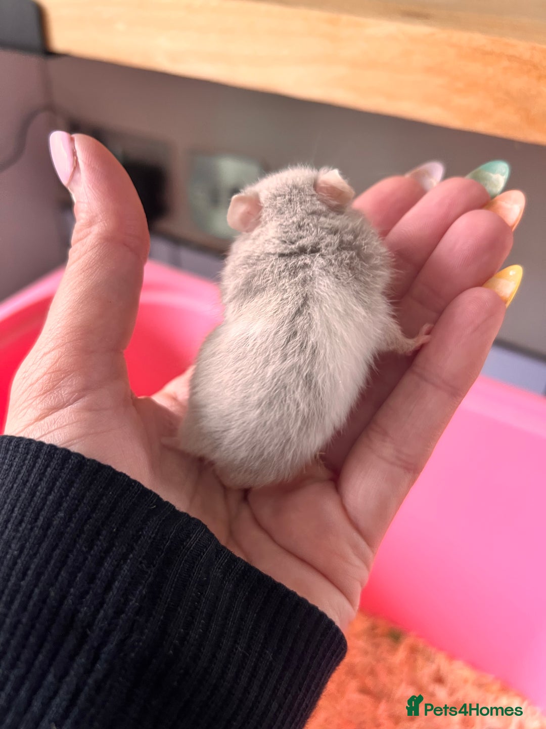 Hamster rodents for sale: Baby Syrian hamsters - Image 4