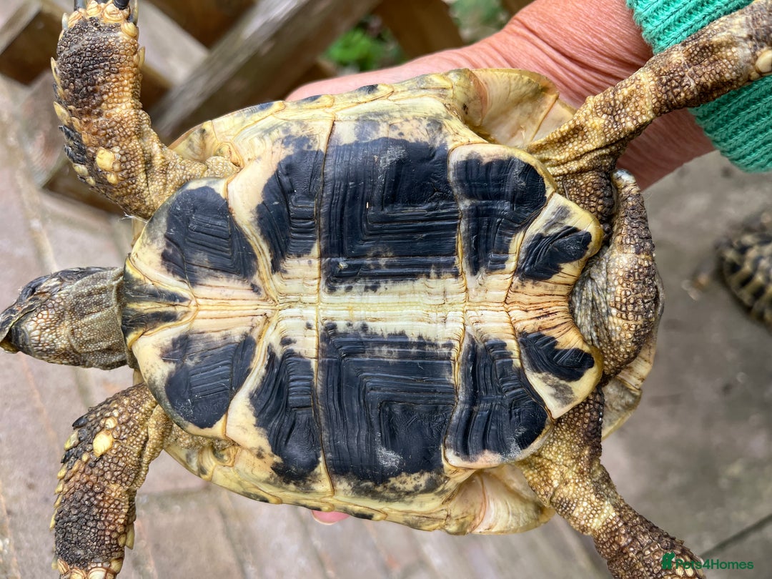 Hermann Tortoise reptiles for sale: Two Beautiful Hermanns Tortoises - Image 6