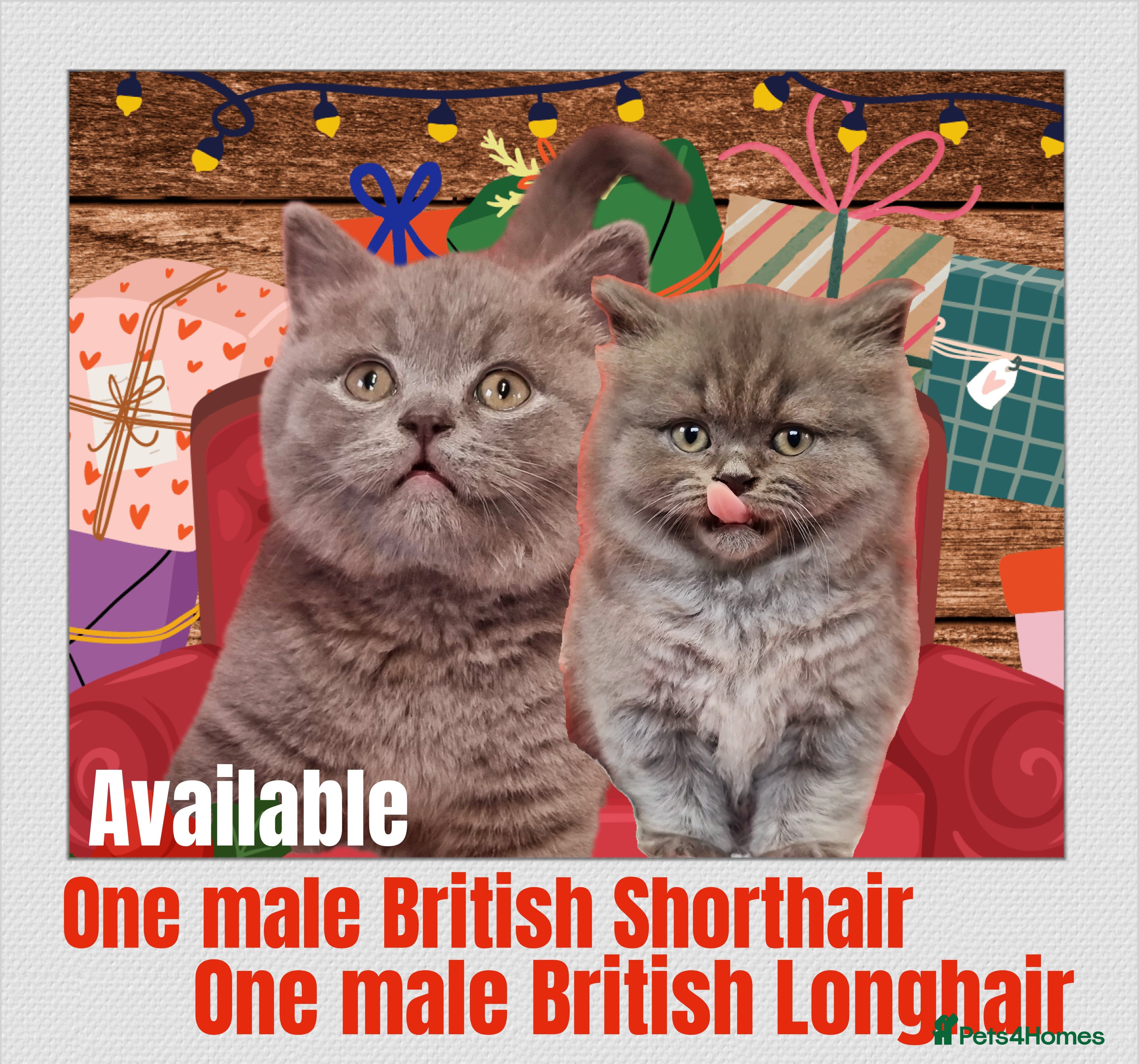 British Shorthair cats Amazing British Shorhair kittens for sale!!! - Advert 8