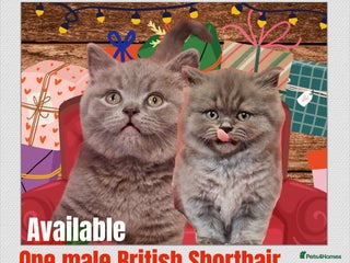 British Shorthair cats Amazing British Shorhair kittens for sale!!! - Advert 8