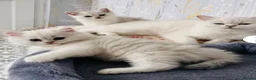 British Shorthair cats for sale: BEAUTIFUL BSH & BLH FEMALE KITTENS  - Advert 13