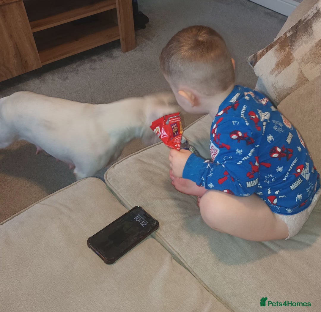 English Bull Terrier dogs for sale: English Bull terrier pups  - Advert 9