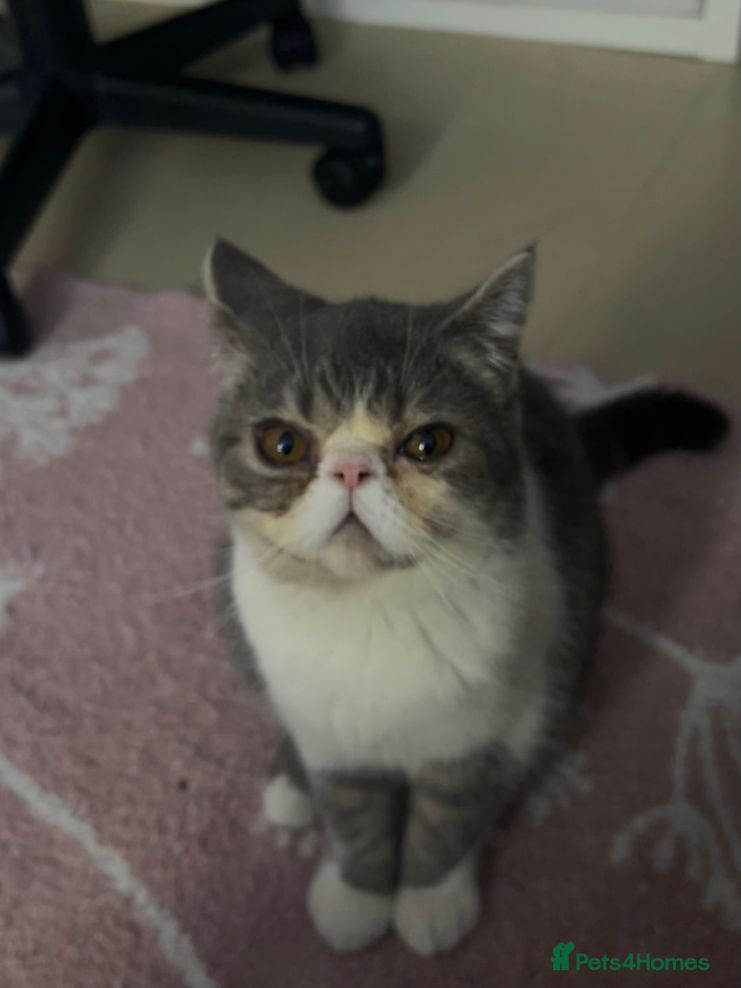 Exotic cats for sale: bella!! friendly grey and white exotic shorthair - Image 7