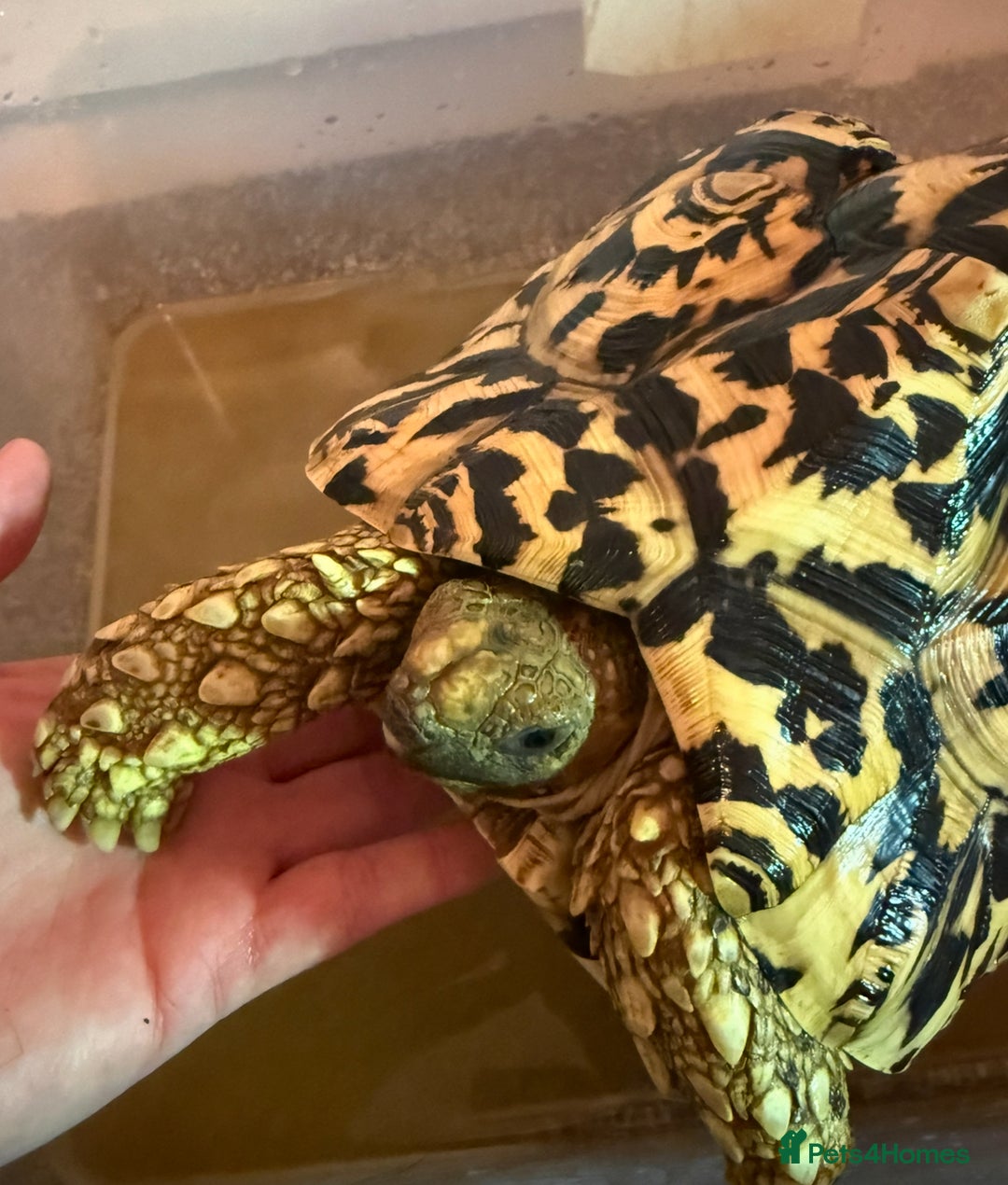 Tortoise reptiles for sale: Leopard Tortoise - Advert 4