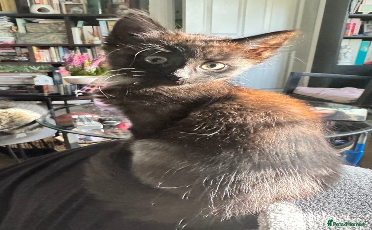 Mixed Breed cats - Advert 10