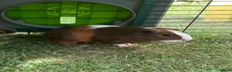 Guinea Pig rodents for sale: Lovely baby guinea pig for sale in Oxford - Advert 5