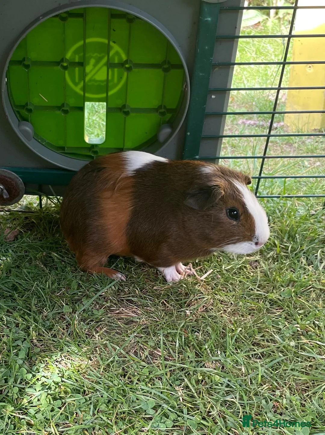 Guinea Pig rodents for sale: Lovely baby guinea pig for sale in Oxford - Advert 5
